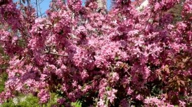Spring pink flowering peach branches in sunny day, fragrant flowers swaying in light wind. Apple tree flowers Malus Crabapple