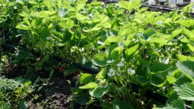 Beyaz çilek bitkisinin çiçek açması. Çilek tarlası. Sıra sıra çilek. Sebze Bahçesi