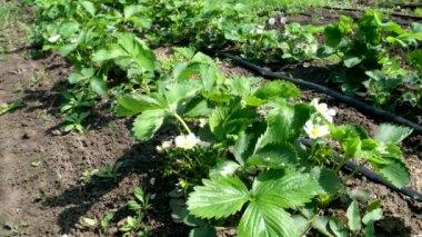 Beyaz çilek bitkisinin çiçek açması. Çilek tarlası. Sıra sıra çilek. Sebze Bahçesi