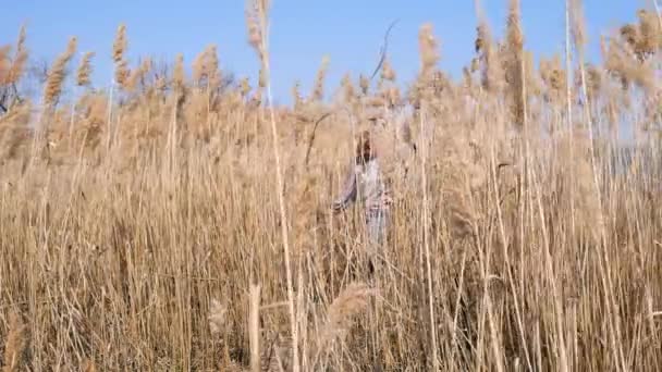 Mujer caminando en un campo de cultivos. una mujer camina pensativamente por el campo de juncos junto al río, día despejado, cielo azul — Vídeos de Stock