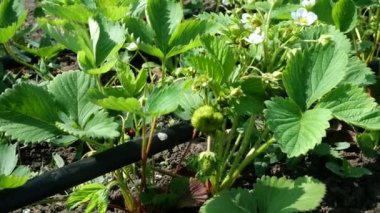 Beyaz çilek bitkisinin çiçek açması. Çilek tarlası. Sıra sıra çilek. Sebze Bahçesi