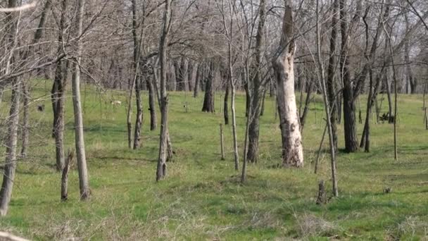Martwe drzewa. Spalony las sosnowy i zielony las. Katastrofa ekologiczna — Wideo stockowe