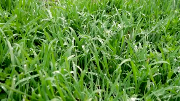 Grama verde fresca com clipes de gotas de orvalho, gotas de orvalho em imagens de grama verde. Verde natureza ao ar livre close up — Vídeo de Stock