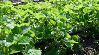 Beyaz çilek bitkisinin çiçek açması. Çilek tarlası. Sıra sıra çilek. Sebze Bahçesi