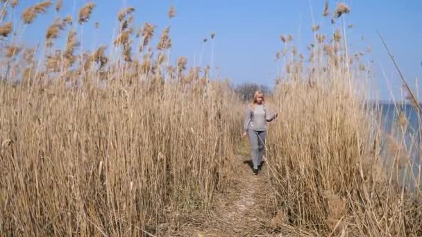 Femme marchant dans un champ de cultures. une femme marche doucement le long du champ de roseaux près de la rivière, ciel clair, ciel bleu — Video