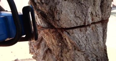 Tahta kesmek için elektrikli testere kullanılıyor. İşçi ağaç gövdesini testereyle kesiyor. Hareketli bir testerenin yakın çekimi, yana doğru uçan talaş tozu. Ahşap işçiliği, tahta kesme aletleri, ahşap