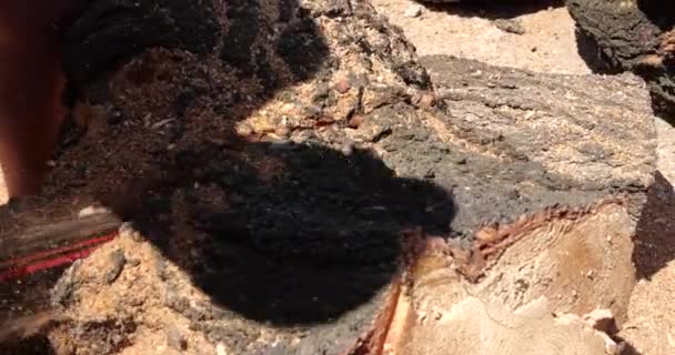 Close-up of powerful hand saw sawing log at home. Video. Sawing logs for firewood with hand saw — Stock Video