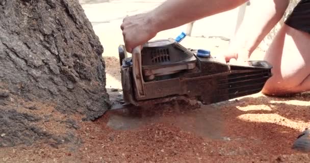 Motosserra em ação para cortar madeira. o funcionário corta um tronco de árvore em logs com uma serra. Close-up de uma serra em movimento, serragem voando para os lados. Carpintaria, ferramentas de corte de madeira, madeira — Vídeo de Stock