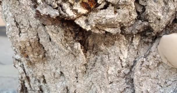 Jamur di batang pohon. Penyakit Fungal. Close-up, 4k — Stok Video