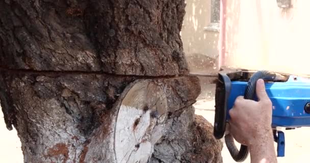 Motosserra em ação para cortar madeira. o funcionário corta um tronco de árvore em logs com uma serra. Close-up de uma serra em movimento, serragem voando para os lados. Carpintaria, ferramentas de corte de madeira, madeira — Vídeo de Stock