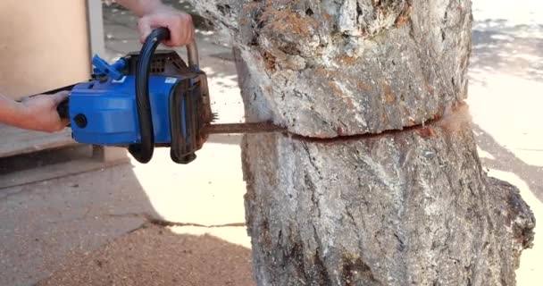 Kedjesåg för sågning av trä. arbetare skär en trädstam i stockar med en såg. Närbild av en såg i rörelse, sågspån flyger åt sidorna. Träbearbetning, verktyg för träskärning, trä — Stockvideo