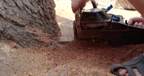 Kettingzaag in actie voor het zagen van hout. werknemer snijdt een boomstam in blokken met een zaag. Close-up van een zaag in beweging, naar de zijkanten vliegend zaagsel. Houtbewerking, gereedschap voor het snijden van hout, hout — Stockvideo