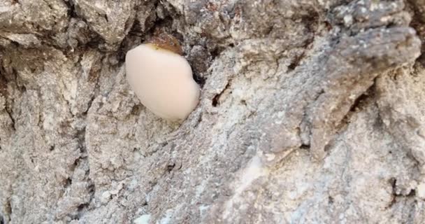 Hongo en un tronco de árbol. Enfermedad fúngica. Primer plano, 4k — Vídeos de Stock