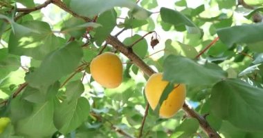 Olgun kayısı güneşli bir günde bir dalda olgunlaşır.