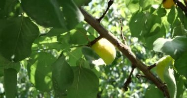 yeşil kayısı güneşli bir günde bir dalda olgunlaşır