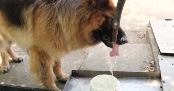 Susamış köpek su borusundan su içiyor. Alman çoban köpeği çok susamış. Evde su içmeyi asla bırakma. — Stok video