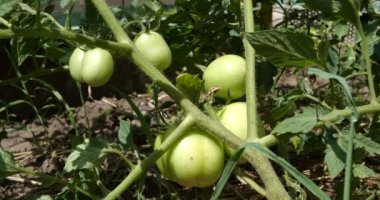 yeşil domatesler güneşli bir günde bahçedeki bir dala asılırlar