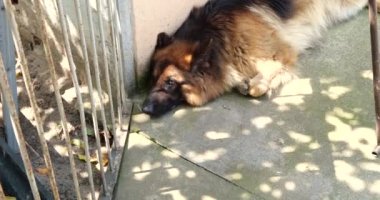 Beyaz çoban köpeği yerde yatıyordu. İki yaşında bir köpek.