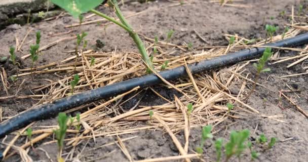 Στάγδην πότισμα του φυτού Σταγόνες νερού στο σύστημα στάγδην άρδευσης που χρησιμοποιείται στο αγρόκτημα και εξοικονομεί νερό σταγόνα σταγόνα σταγόνα — Αρχείο Βίντεο