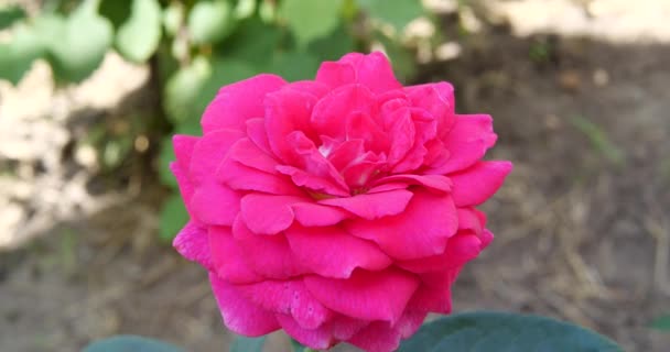 Tuinspray van roze rozen van dichtbij. Groene bladeren op takken en heldere, frisse bloeiende rozen. home tuin — Stockvideo