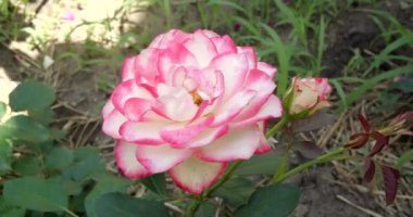 Bahçedeki pembe güller kapanıyor. Dallarda yeşil yapraklar ve parlak, taze güller. ev bahçesi