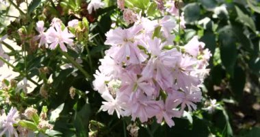 Saponaria tıbbi dalları rüzgarda savruluyor. Pembe yaz çiçekleri. Çiçek açmakla ilgili makale