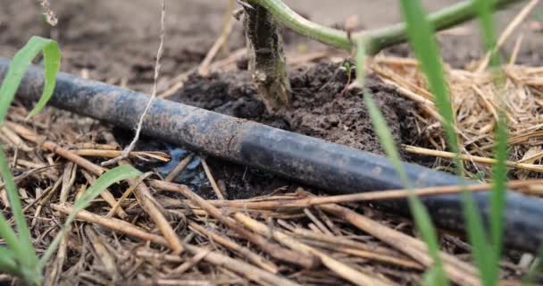 Arrosage goutte à goutte de la plante. L'eau goutte à goutte sur le système d'irrigation goutte à goutte utilisé à la ferme et économise l'eau goutte à goutte — Video