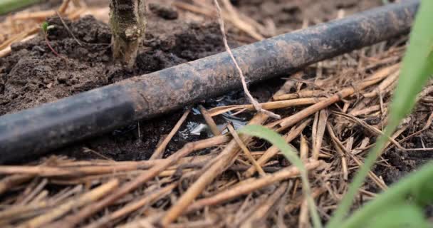 Irrigação gota a gota da planta. A água goteja no sistema de irrigação por gotejamento usado na fazenda e economiza gota a gota — Vídeo de Stock