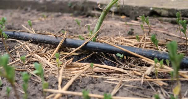 植物の点滴散水。農場で使用される点滴灌漑システムに水が流れ込み、水滴が落ちるのを防ぎます。 — ストック動画