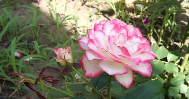 Spray de jardin de roses roses de près. Feuilles vertes sur les branches et roses éclatantes et fraîches. maison jardin — Video