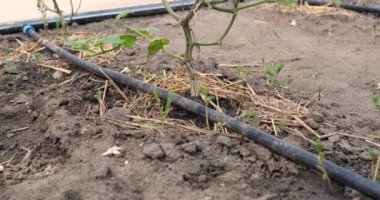 Bitkinin sulanması. Su, çiftlikte kullanılan damlama sulama sistemine damlıyor ve suyu damla damla tasarruf ettiriyor.