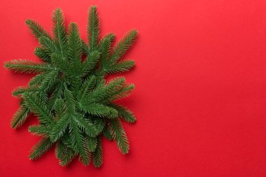 Reklam metinleri için fotokopi alanı olan bir Noel tatili. Renkli arka planda Firavun dalları. Düz yatış, üst görünüm.