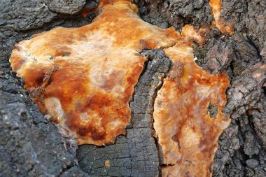 Ağaç gövdesindeki mantar. Mantar hastalığı. Yakın plan..