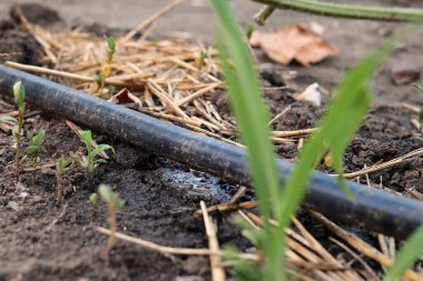Bitkinin sulanması. Su, çiftlikte kullanılan damlama sulama sistemine damlıyor ve suyu damla damla tasarruf ettiriyor..