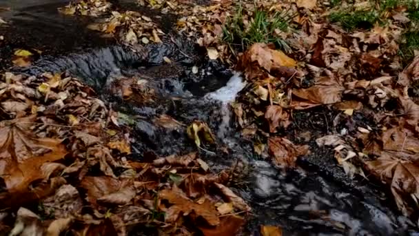 细雨后的小河 背景是秋天落叶 雨水流经城市道路和人行道 用落叶在道路上流动的雨水的特写 — 图库视频影像