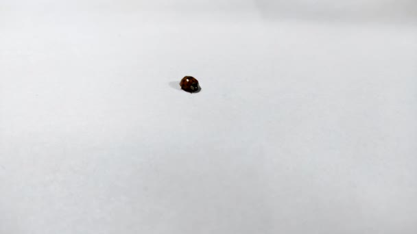 Beruška se plazí po bílém listu papíru. Ladybug izolované na bílém pozadí.