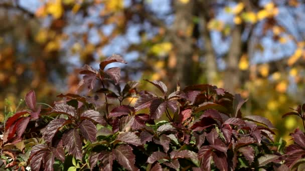 산포도의 잎들이 누르스름 잎들과 맞닿아 아름다운 배경과 가을의 황금빛과 햇살이 — 비디오