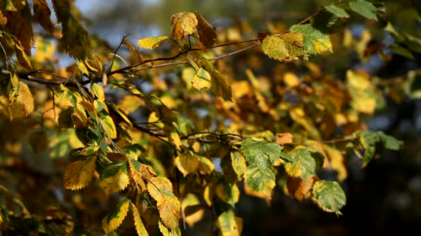 Зеленые Желтые Листья Ветвях Деревьев Против Голубого Неба Начале Осени — стоковое видео