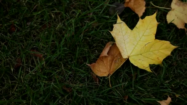 一片落在草地上的枫叶 秋天的黄叶在绿草上 秋天的花园里 绿草丛生 绿树成荫 实时完整Hd视频秋季镜头 — 图库视频影像