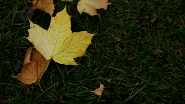 一片落在草地上的枫叶 秋天的黄叶在绿草上 秋天的花园里 绿草丛生 绿树成荫 — 图库视频影像