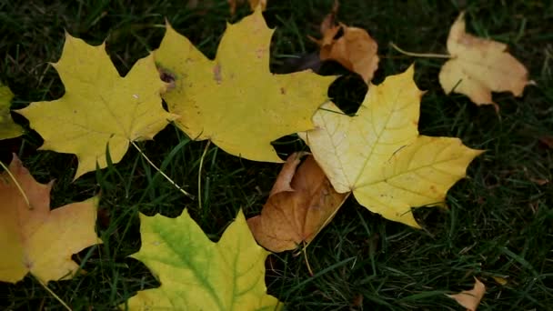 秋天的枫叶落在草地上 秋天的黄叶在绿草上 秋天的花园里 绿草丛生 绿树成荫 — 图库视频影像