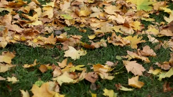 紧跟着金黄落叶落在草地上的自然秋天背景 摔倒后注意力不集中 — 图库视频影像
