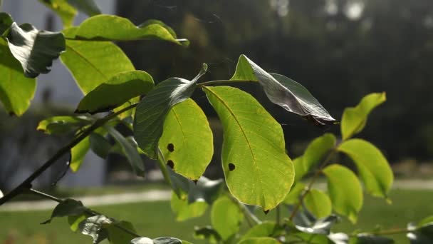 Indiase Zomer Heldere Prachtige Zonsondergang Hout Park Mooie Video Achtergrond — Stockvideo