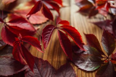 Ahşap bir arka planda kırmızı sonbahar yapraklarının dalları. Sonbahar yapraklı yabani üzüm kompozisyonu. Sonbahar yapraklarından sonraki hayat.