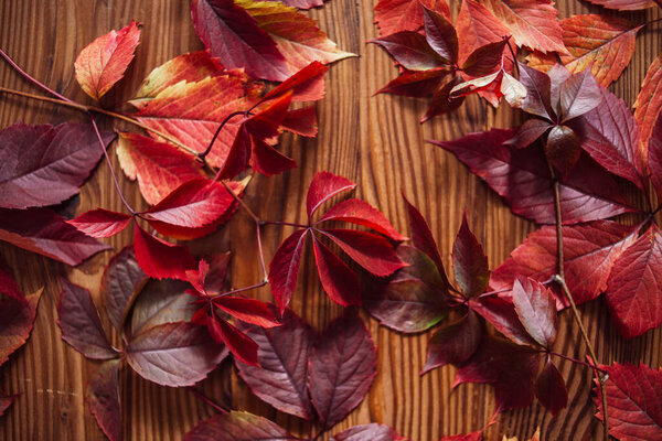 Composition from autumn leaves of wild grapes. Still life from autumn leaves.