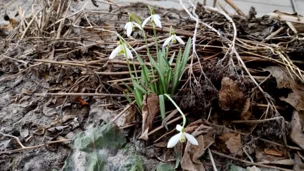 Caída Nieve Flor Galanthus Plicatus — Vídeo de stock