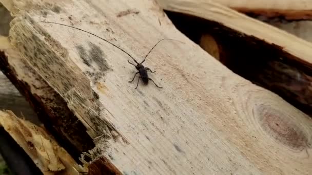 Acanthocinus Aedilis Primer Plano Escarabajo Bárbaro Arrastra Sobre Una Tabla — Vídeo de stock