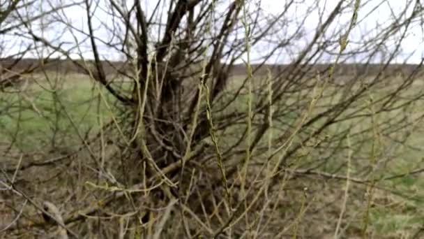 Ветви Ивы Колеблются Ветру Весной Свежая Листва — стоковое видео