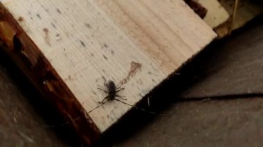 Acanthocinus aedilis yakın plan. Barbel böceği çam ağacından bir tahtanın üzerinde sürünüyor. Uzun boynuzlu böcek familyasına ait bir böcek türü. Tahta, sıkıcı bir böcek türü..