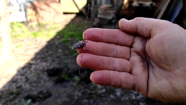 Kadın Elinde Bir Halter Böceği Oturuyor Acanthocinus Aedilis Yakın Plan — Stok video
